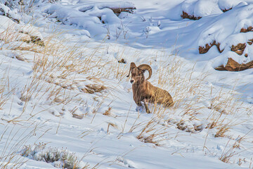 Northern range of Yellowstone National Park