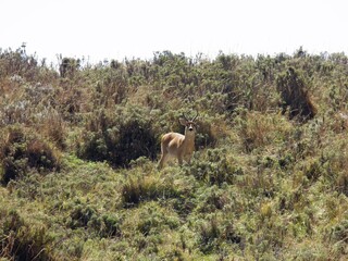 Bohor Reedbuck, Redunca redunca, at the Bale Mountains National Park