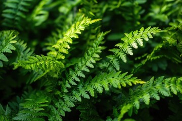 A detailed view of a plant's foliage