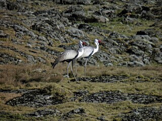 Wattled cranes, Grus carunculata, at the Bale Mountains National Park