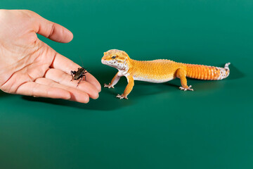 Yellow morph eublepharis looking at a black cricket in the human palm. The concept of feeding a...