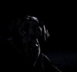 USA, Indiana, Carmel. Backlit portrait of head of black labrador retriever.