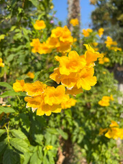 Obraz premium yellow flowers in the garden