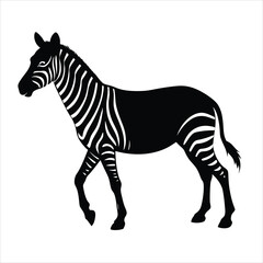zebra isolated on white background
