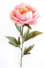 Obraz premium A single pink flower with green leaves sits on a white background, great for designs and illustrations
