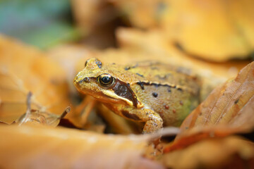 Autemental scene with frog or toad on forest floor in woods among brightly colored autumn leaves during the fall season.