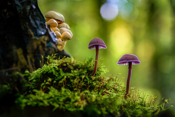 Fototapety na wymiar - Fototapeta24.pl