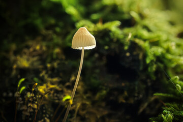 Small white fungus with cap on tree trunk covered with green moss