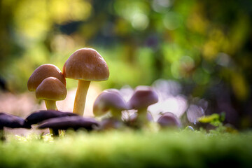Group of small fungi mushrooms or Hypholoma on old tree trunk in the dark forest. Autumn concept.