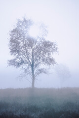 Large birch tree against sunrise sky with sunlight rays coming out of the branches and makes the landscape moody