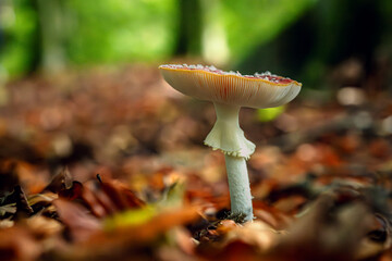 Autumnal scene in forrest with red fly agaric, atmospheric bright autumn colours