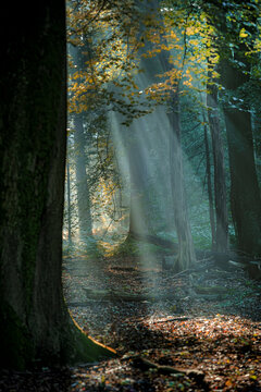 Sunray lights in dark woods