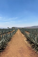 Agave field