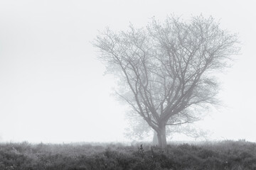 Solitaire tree with bare branches in the fog in the cold light of winter