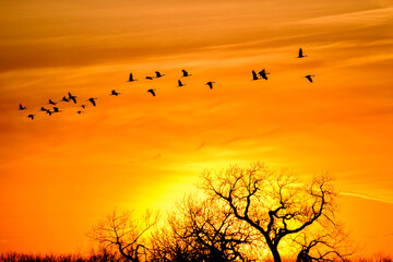 Color stock image of USA, Nebraska. Cranes flying.