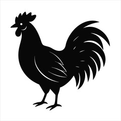 hen  isolated on white background