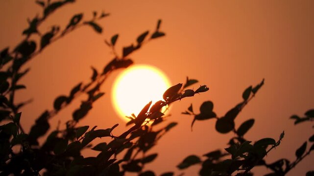 Orange beautiful sunset through the leaves of a tree