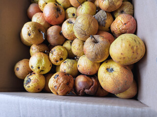 Gelagertes Fallobst im Winter, Äpfel im Karton 