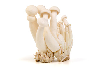 White Beech Mushrooms, Isolated on White Background.