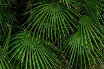 Lush green palm leaves create a vibrant and dense texture, showcasing their elongated fronds...