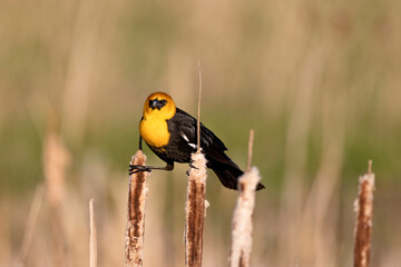 Yellow-headed blackbird at the Ninepipe National Wildlife Refuge near Ronan, Montana, USA.