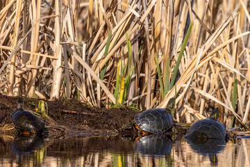 Painted Turtles at Ninepipe National Wildlife Refuge in the Mission Valley, Montana, USA.