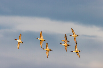Northern pintail ducks in courtship flight at Freezeout Lake Wildlife Management Area near Choteau, Montana, USA.