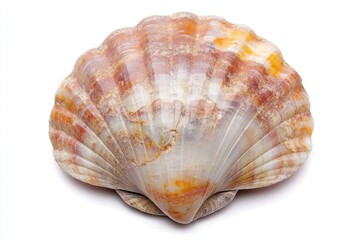 Obraz premium A detailed view of a shell on a white surface, ideal for use in still life compositions or as a decorative element