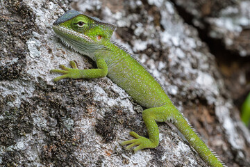 Fototapeta premium Green lizard clinging to textured bark.