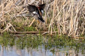 Male Gadwall at Ninepipe National Wildlife Refuge in the Mission Valley, Montana, USA.