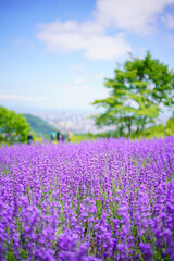 Fototapeta premium 北海道札幌市「幌見峠ラベンダー園」満開のラベンダー初夏
