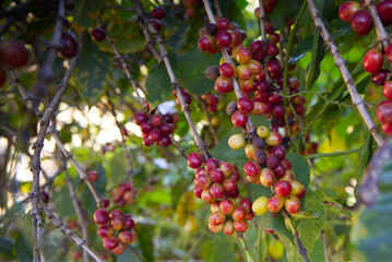 Coffee berries, Lake Atitlan, Guatemala