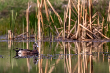Immature male American widgeon in pond in Whitefish, Montana, USA.