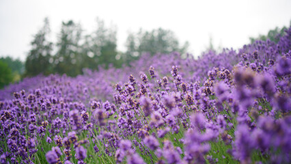 北海道札幌市「幌見峠ラベンダー園」満開のラベンダー初夏