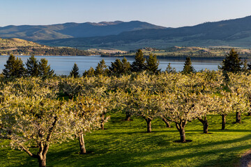 Cherry Orchard in bloom along Flathead Lake near Polson, Montana, USA.