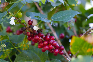 Coffee berries, Lake Atitlan, Guatemala