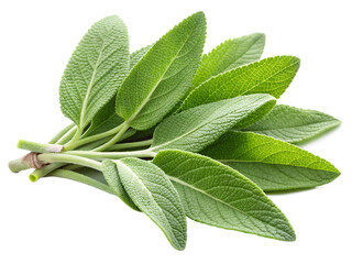 Obraz premium sage isolated on white background