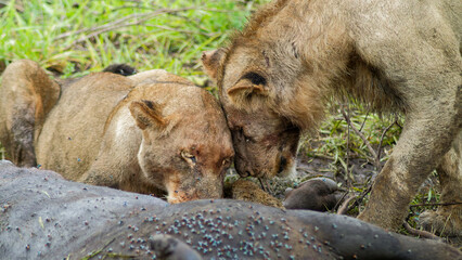 Wild & Free: Lion in the African Wilderness