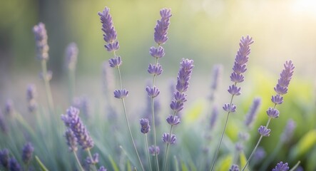 Fototapeta premium Lavender blooms in sharp focus with gentle spring sunlight and greenery