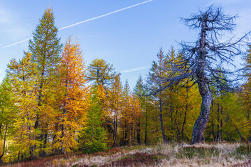 Fototapeta premium autumnal mountain landscape inside the Alpe Devero, Val D'Ossola, Verbania, Italia