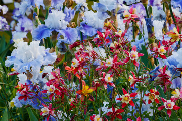 USA, Oregon, Salem. Columbine in multiple colors in garden with Bearded iris