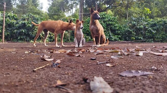 Three dogs gather while a mother dog carefully searches for fleas on her pup, displaying tender animal care.