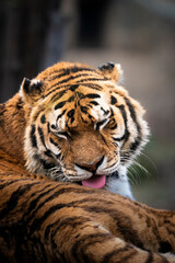 Siberian tiger amazing photo 