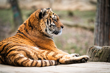 Siberian tiger in the zoo, detail of head