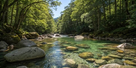 Obraz premium Dense forest canopy above a crystal clear mountain stream with smooth rounded rocks and sunlit pools, clear, tranquility, nature, ferns