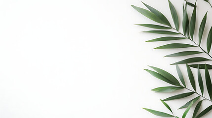 A leafy green plant is on a white background
