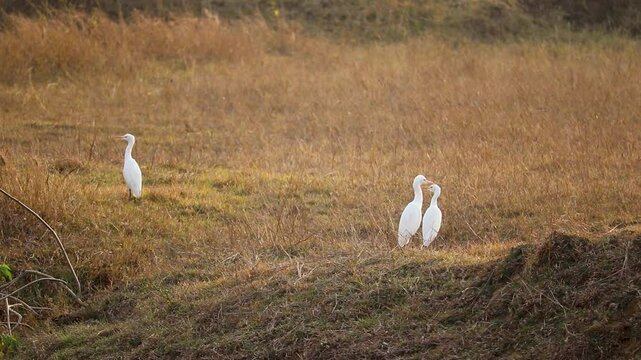 Bagula or Little Egrets sitting in the bird sanctuary  in INDIA