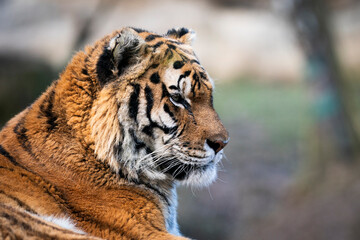 Siberian Tiger (Panthera tigris altaica) amazing portrait, detail of head