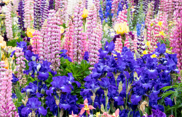 USA, Oregon, Salem. Bearded iris and lupine in multiple colors in garden