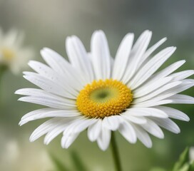 Obraz premium Dreamy watercolor of white daisy with soft focus, dreamy, painting